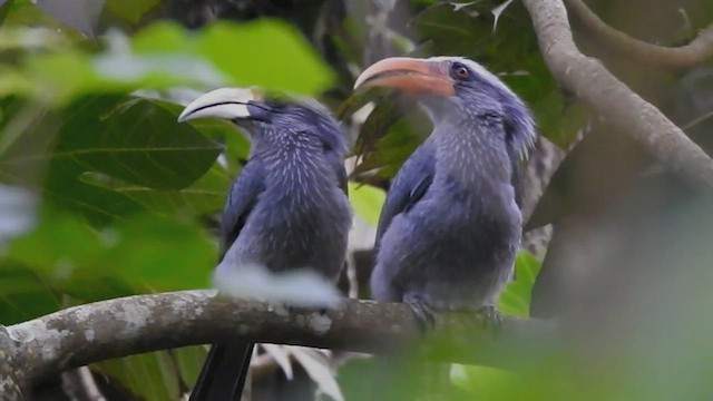 Malabar Gray Hornbill - ML515519571