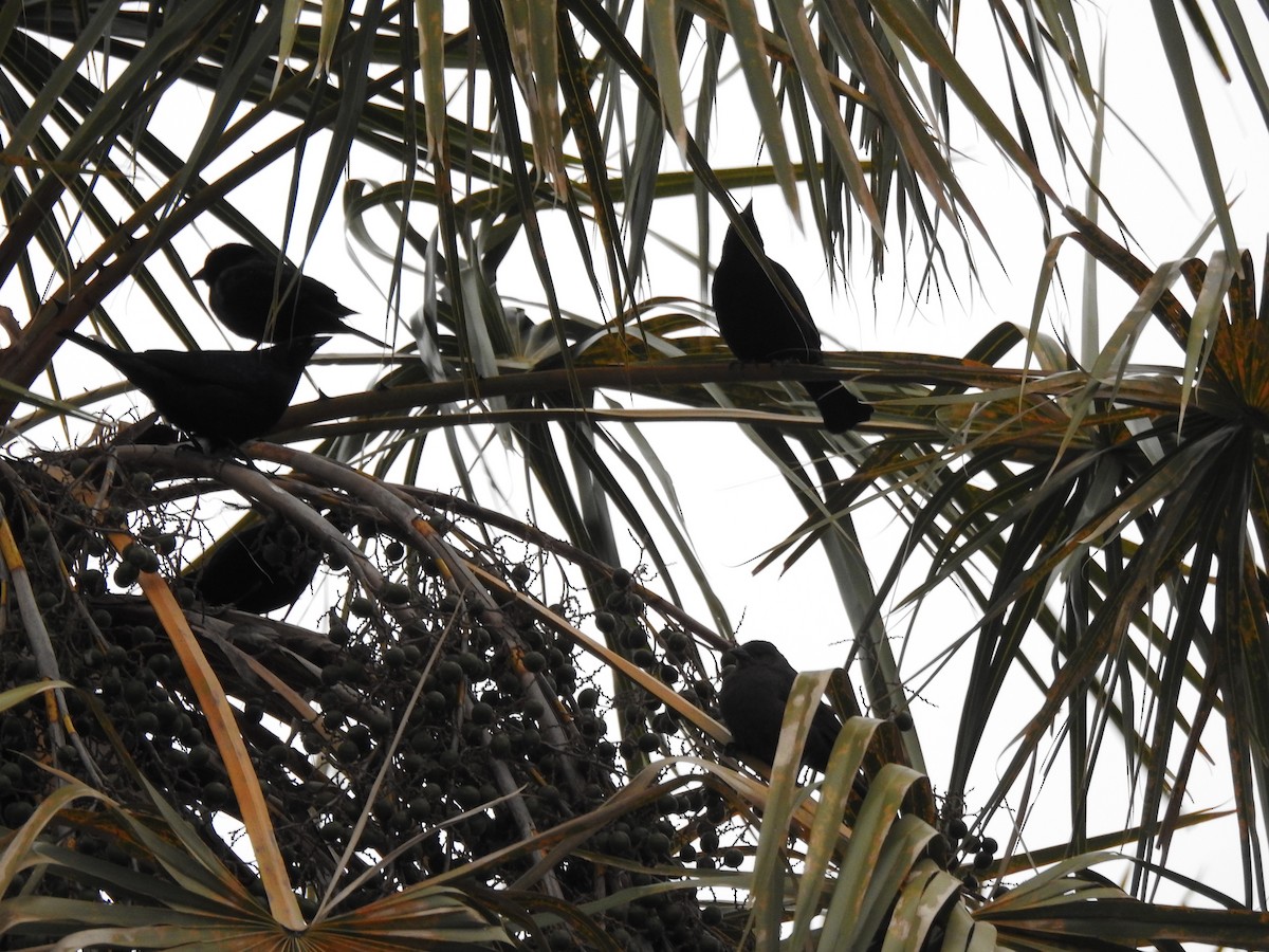 Shiny Cowbird - ML515519581