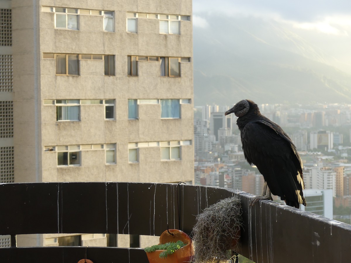 Black Vulture - Chris Sharpe