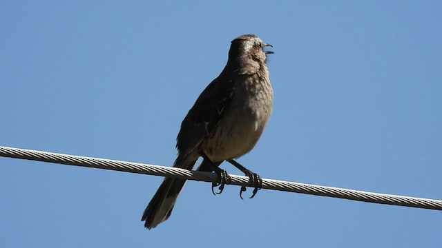 Chilean Mockingbird - ML515520231