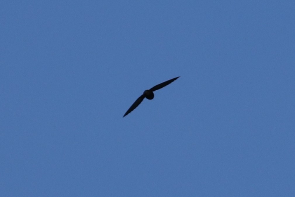 Short-tailed Swift - ML515520391