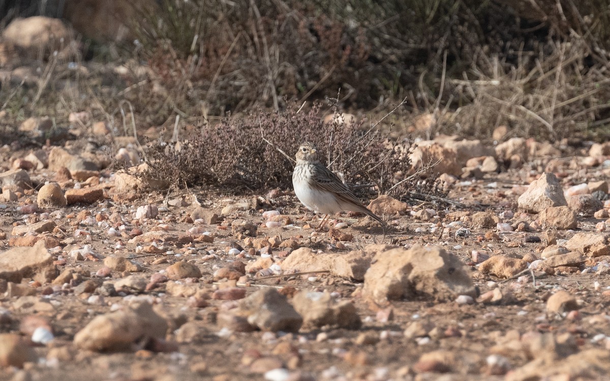 Mediterranean Short-toed Lark - ML515520881