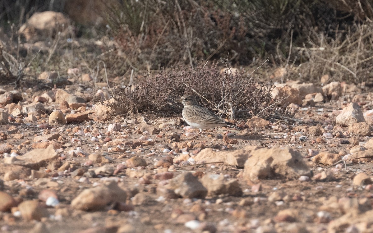Mediterranean Short-toed Lark - ML515520891