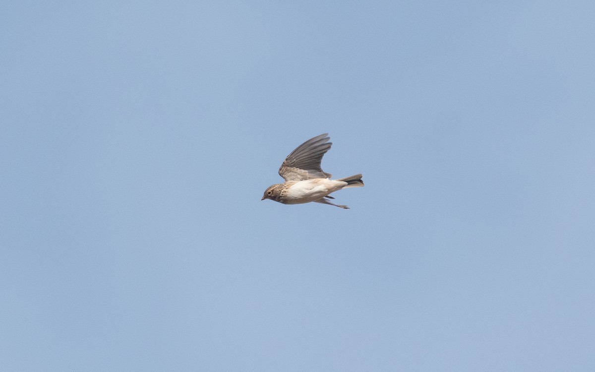 Mediterranean Short-toed Lark - ML515520901