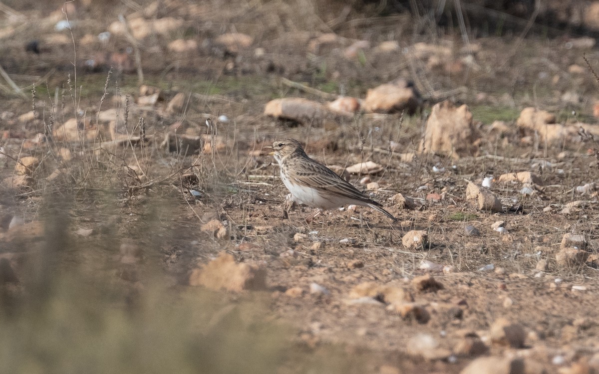 Mediterranean Short-toed Lark - ML515520911