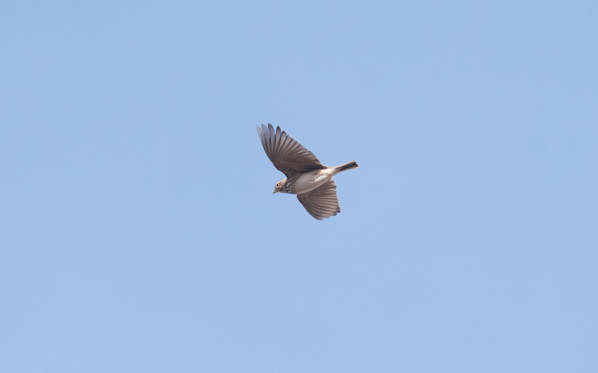 Mediterranean Short-toed Lark - ML515520921