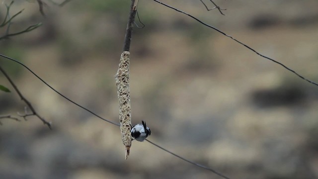 Cinereous Tit - ML515521