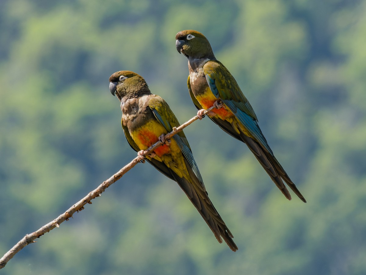 Burrowing Parakeet - ML515521101