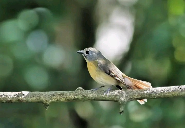 Pale-chinned Flycatcher - Himadri Banerjee