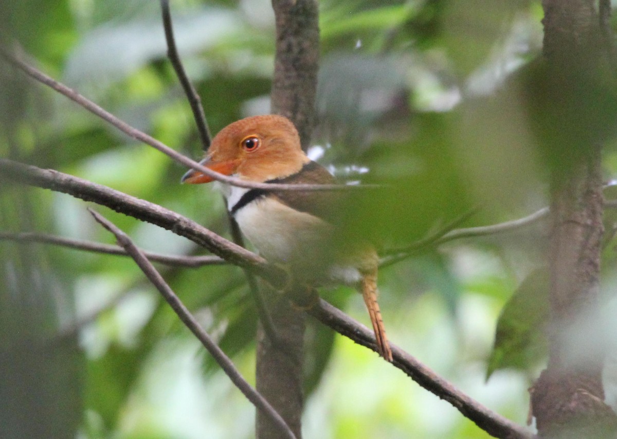 Collared Puffbird - ML515521541