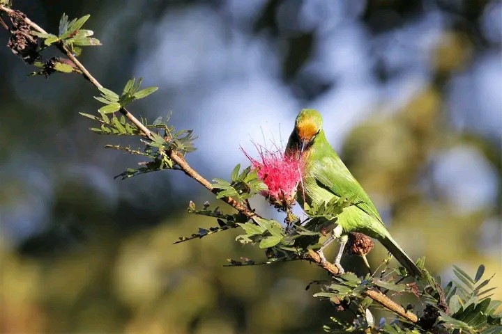 Golden-fronted Leafbird - Himadri Banerjee