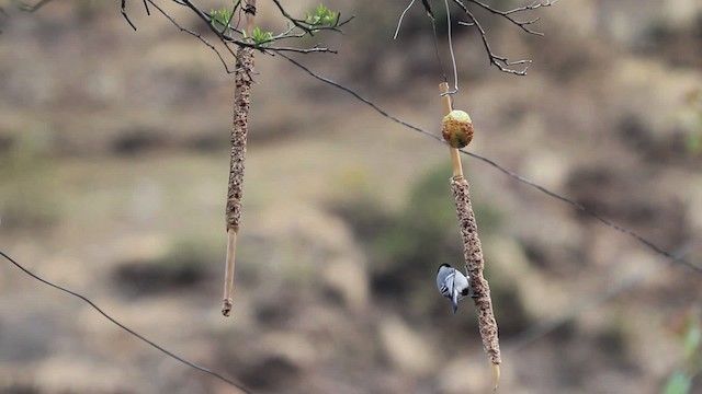 Cinereous Tit - ML515522