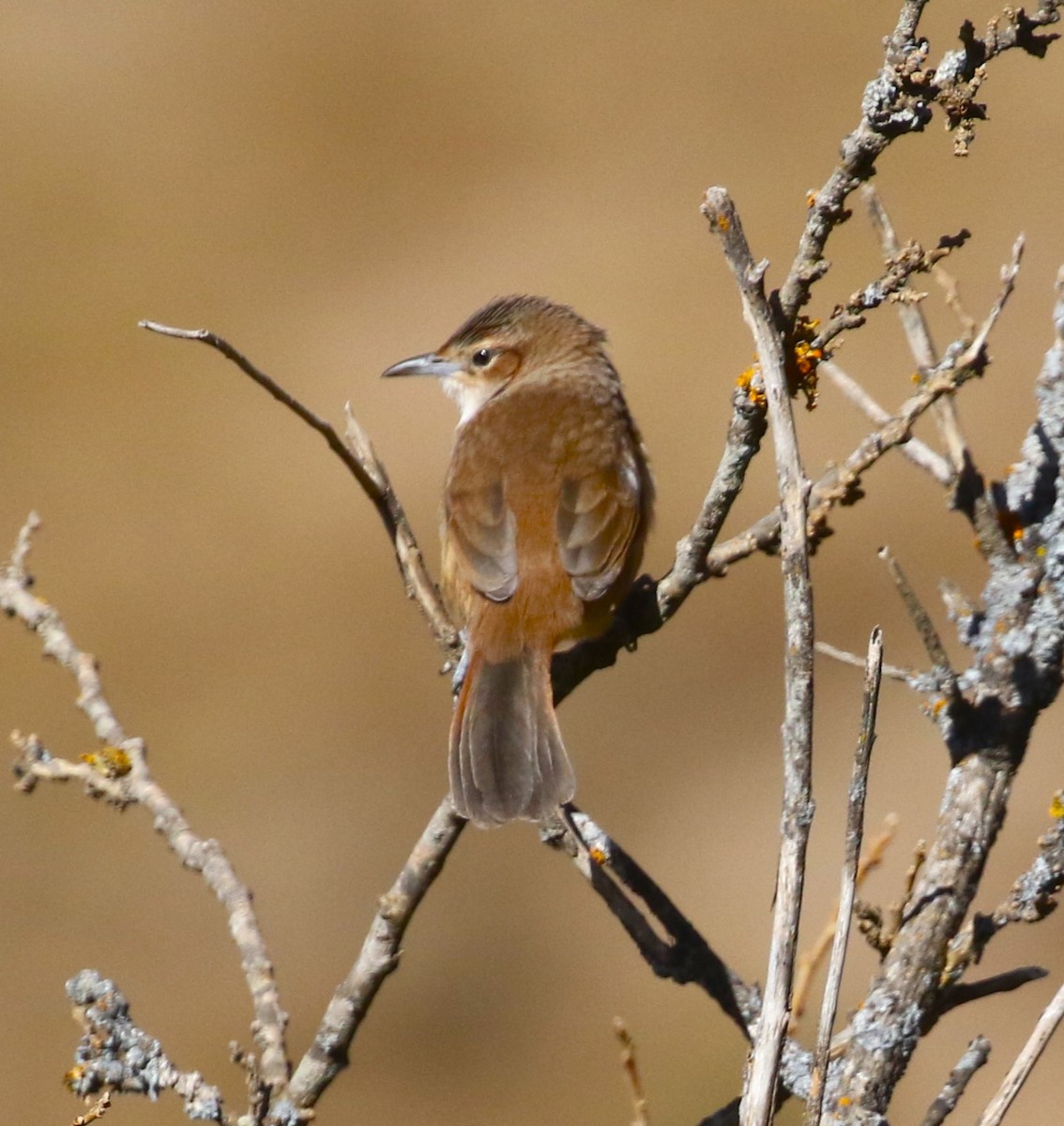 Streak-fronted Thornbird - ML515522791