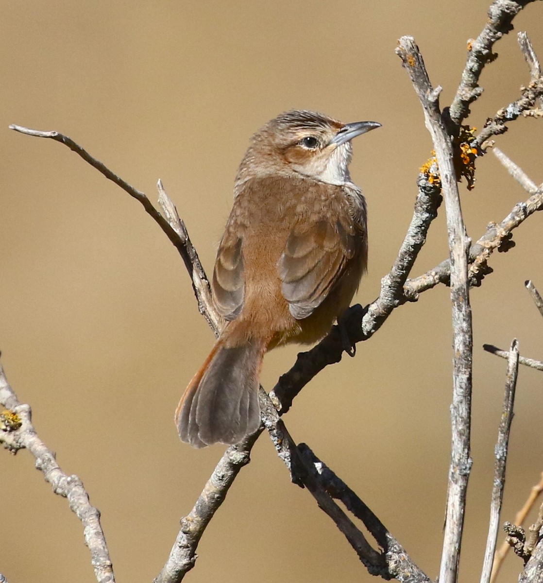 Streak-fronted Thornbird - ML515522841