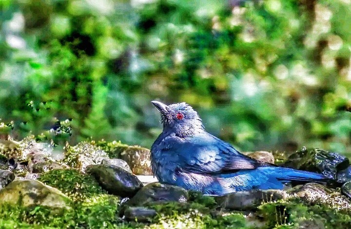Asian Fairy-bluebird - Himadri Banerjee