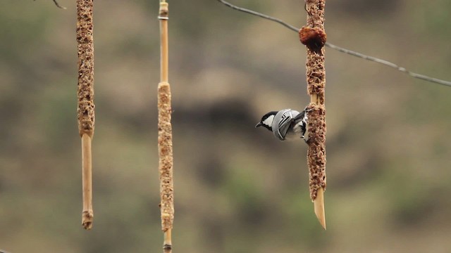 Cinereous Tit - ML515523