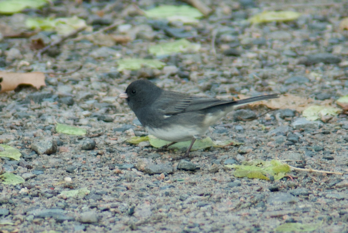 Dark-eyed Junco - Jasper Weinberg