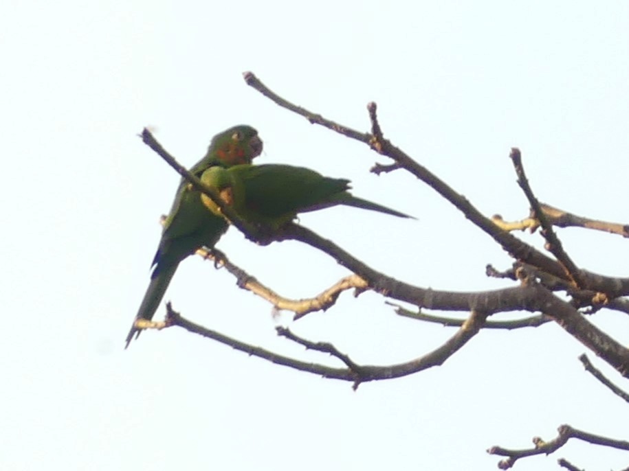 White-eyed Parakeet - Chris Sharpe