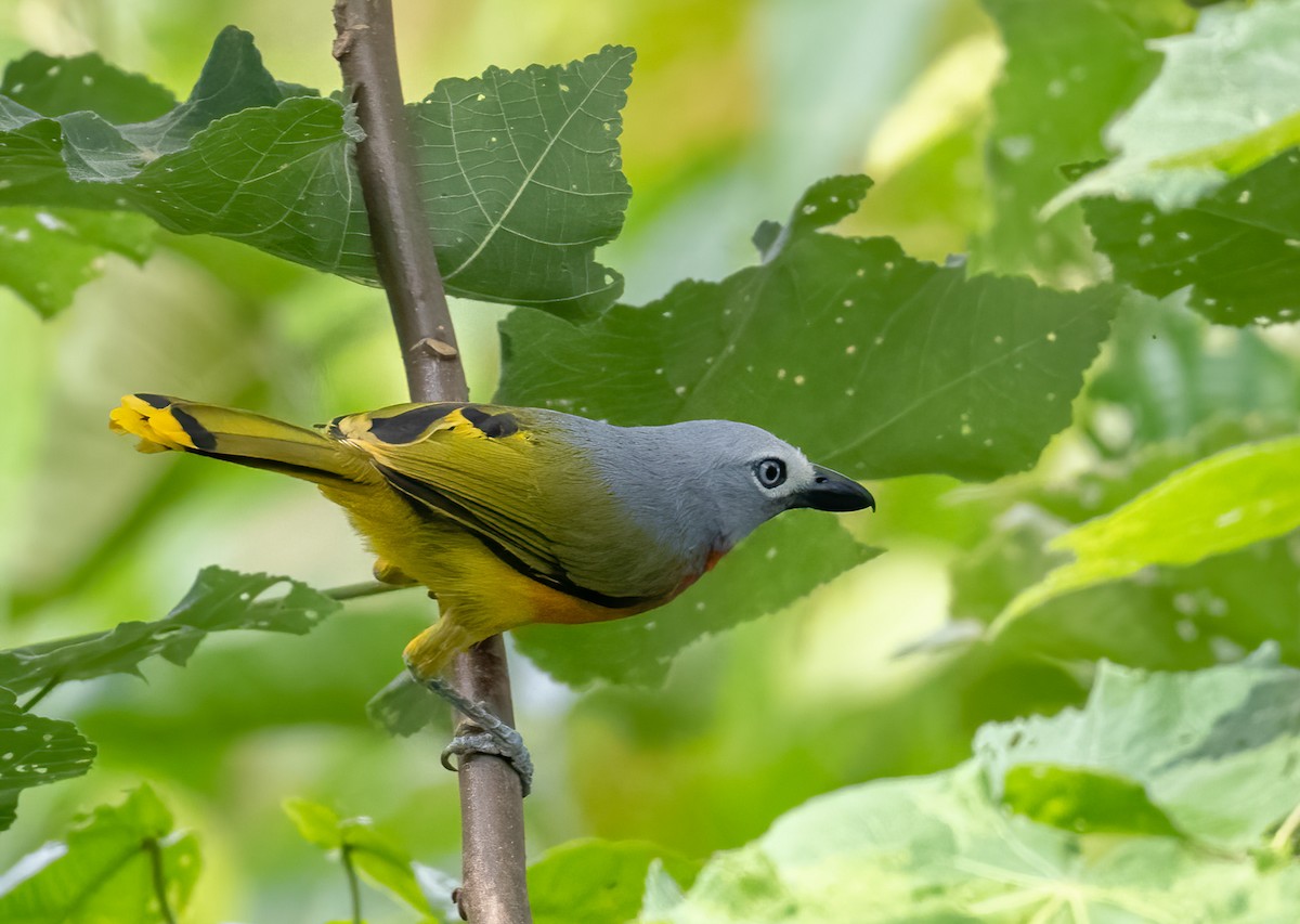 Fiery-breasted Bushshrike - ML515524491