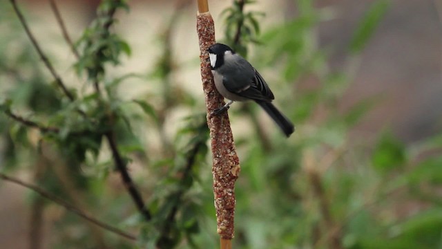 Cinereous Tit - ML515525