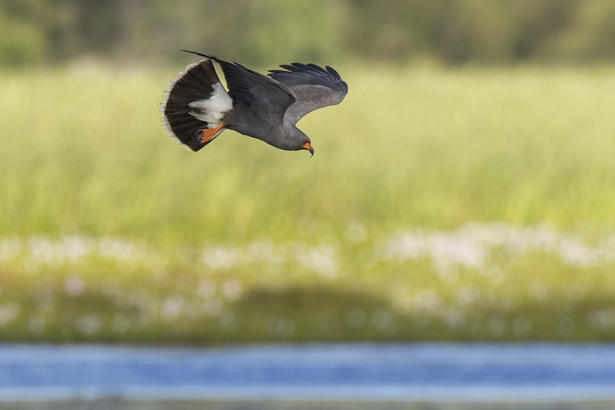 Snail Kite - Federico Rubio