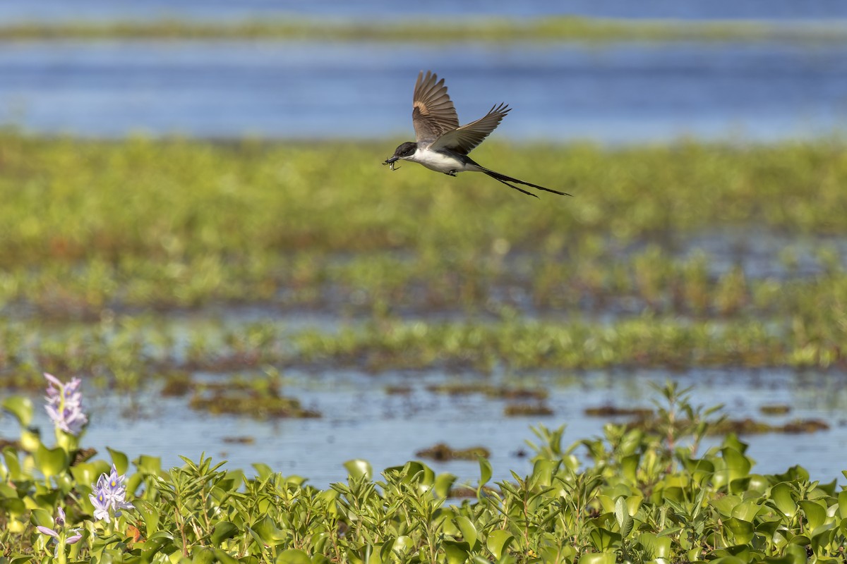 Fork-tailed Flycatcher - Federico Rubio