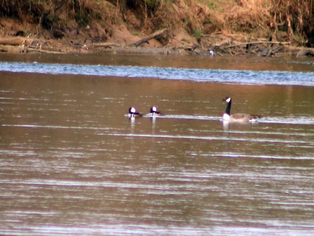 Hooded Merganser - ML51552551