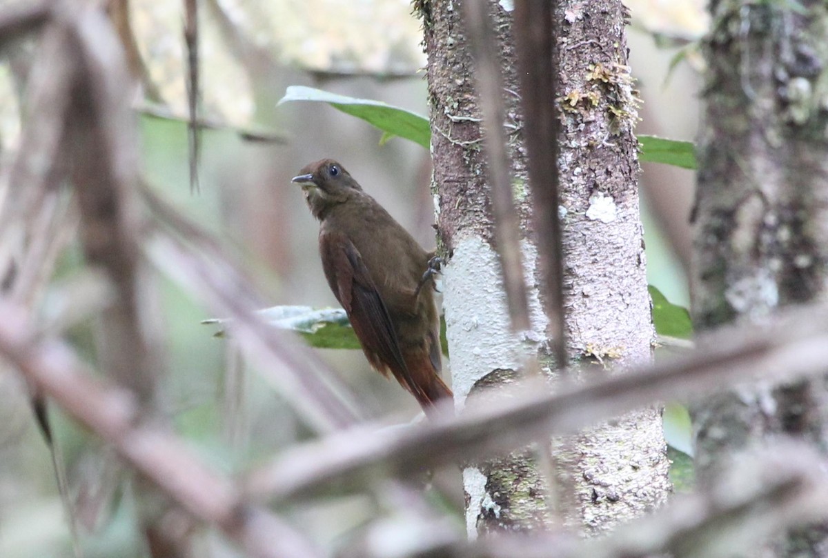 White-chinned Woodcreeper - ML515525801