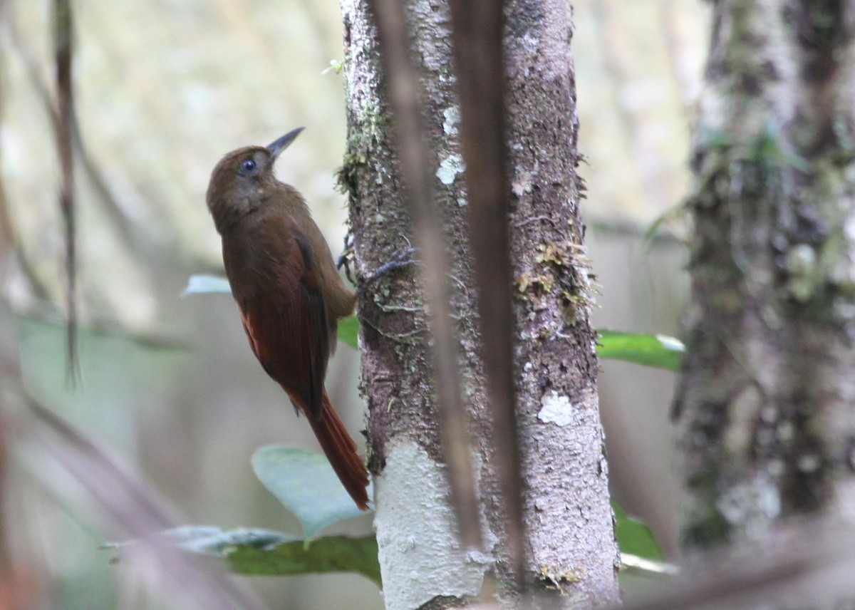 White-chinned Woodcreeper - ML515525811