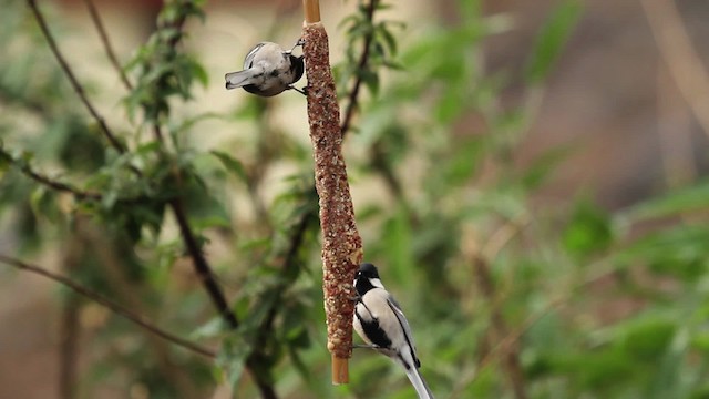 Cinereous Tit - ML515527