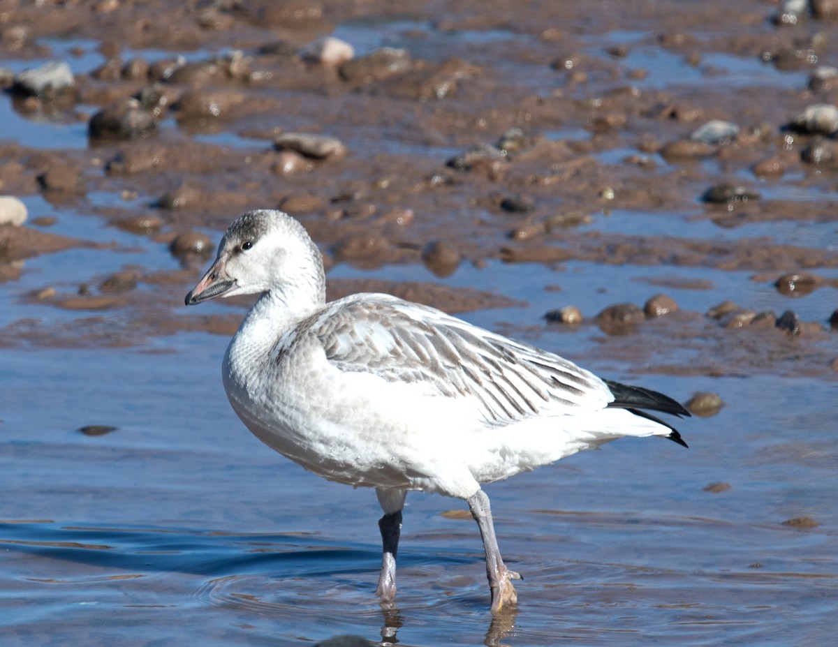 Snow Goose - ML515527621