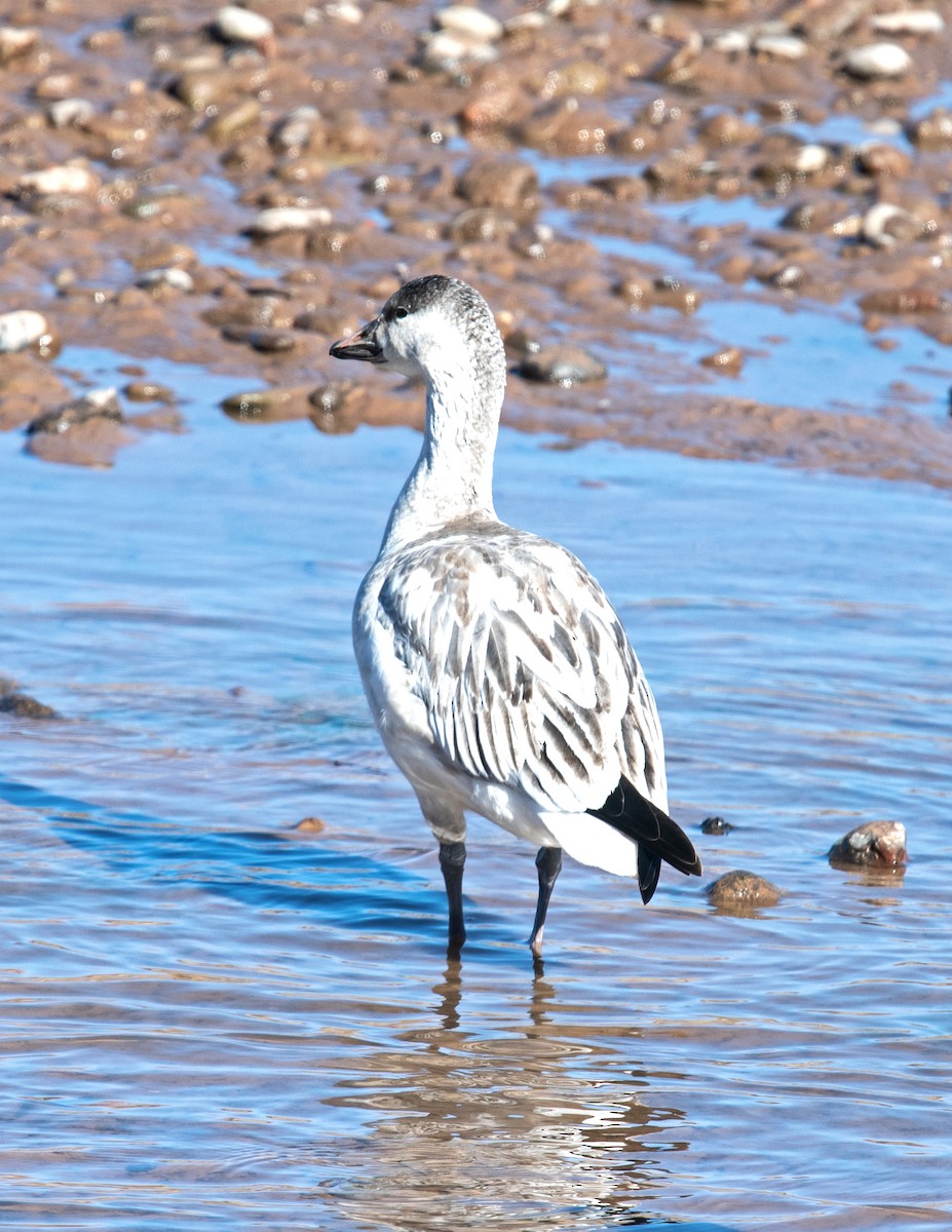 Snow Goose - ML515527631