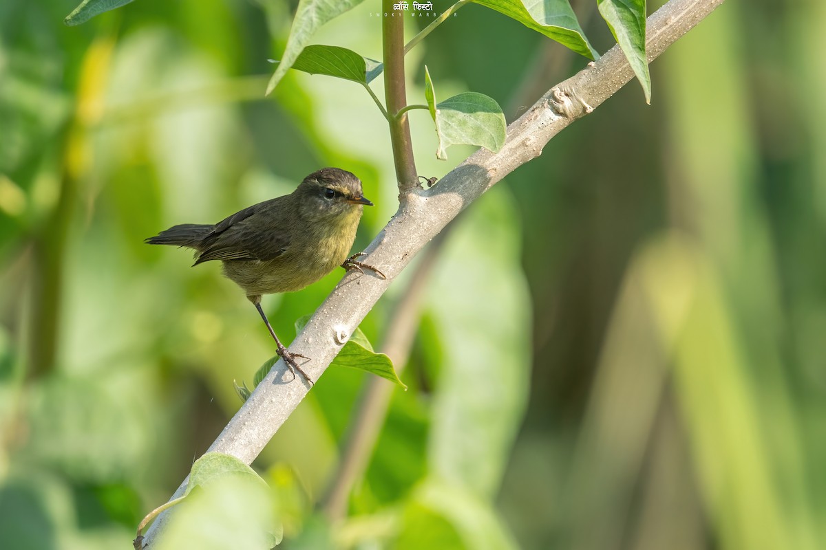 Smoky Warbler - Deepak Budhathoki 🦉