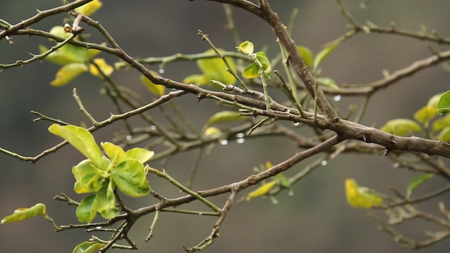 Cinereous Tit - ML515528