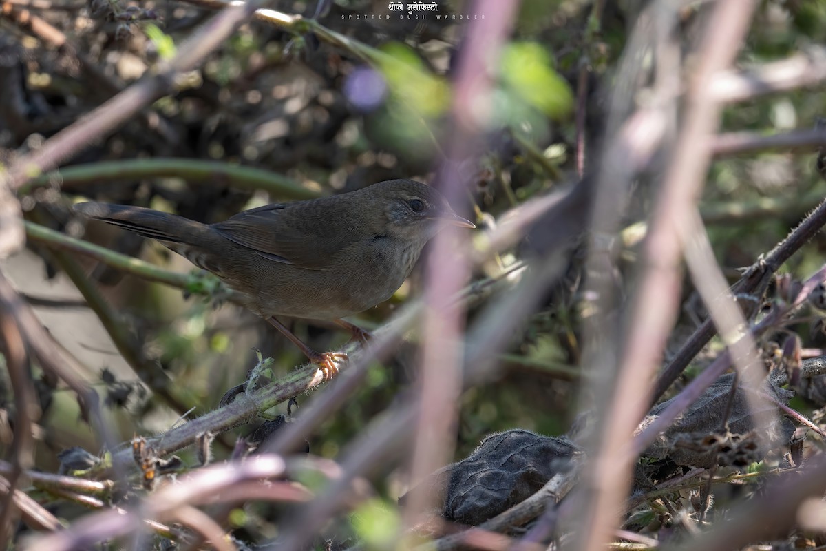 Spotted Bush Warbler - Deepak Budhathoki 🦉