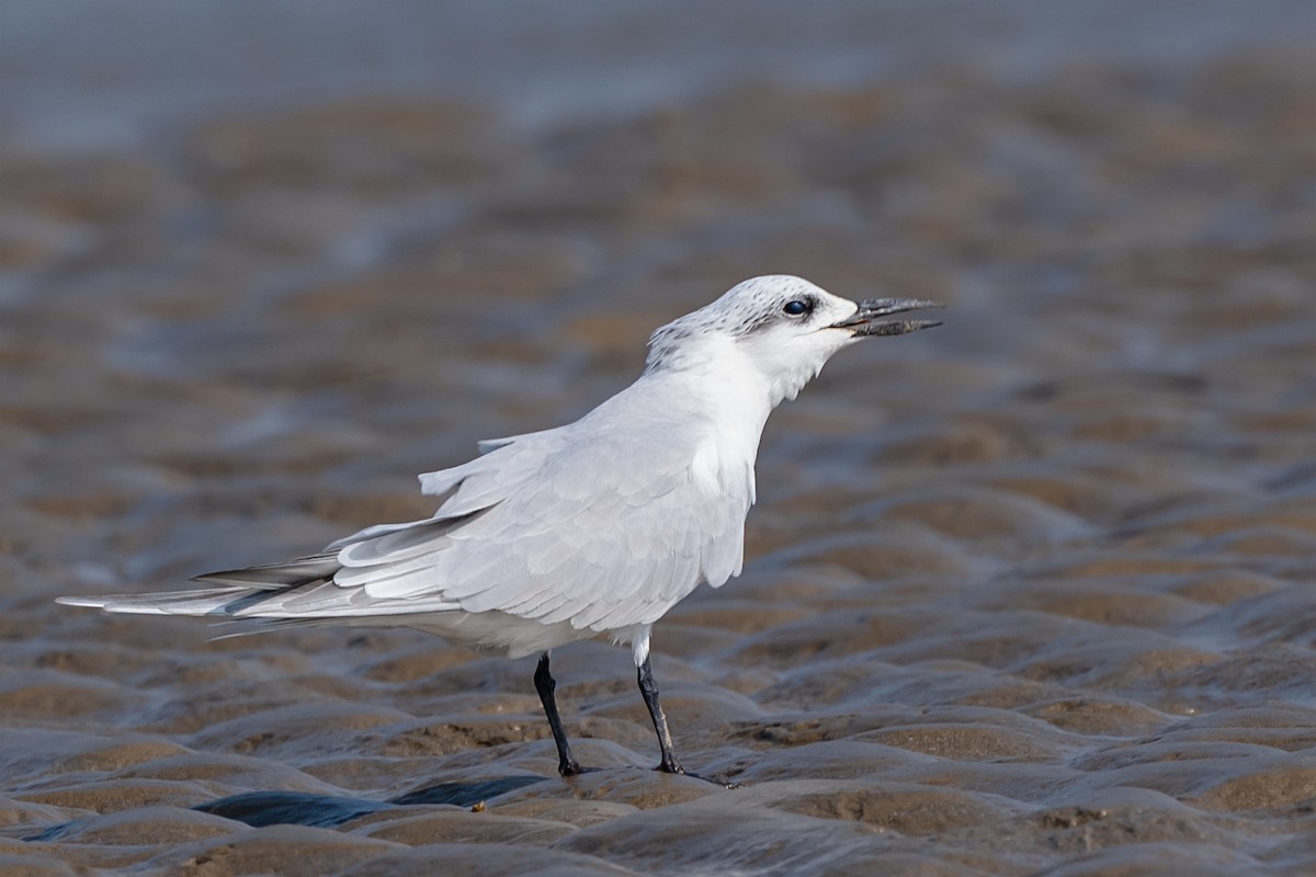 Gull-billed Tern - Rajkumar Das