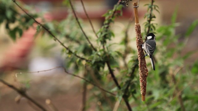 Cinereous Tit - ML515529