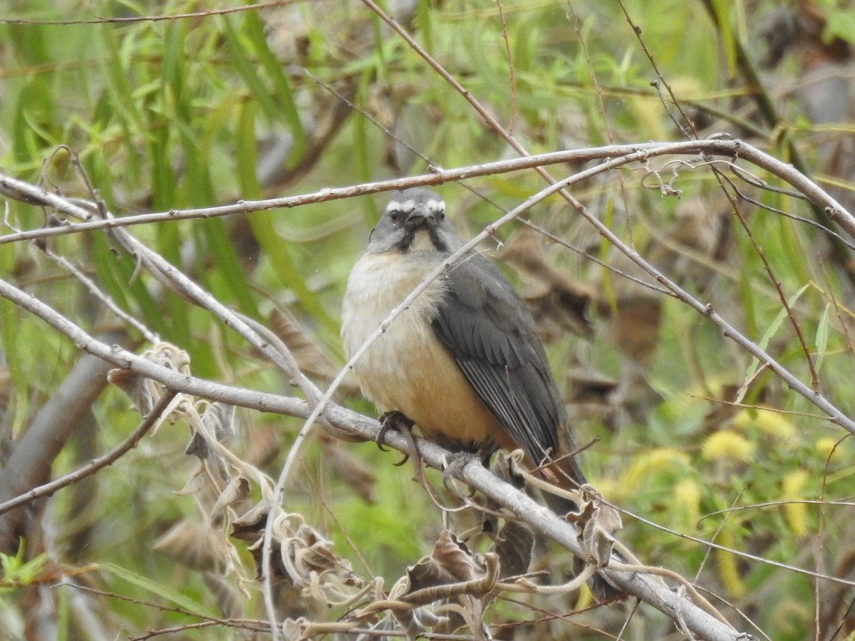 Bluish-gray Saltator - Patricio Ramírez Llorens