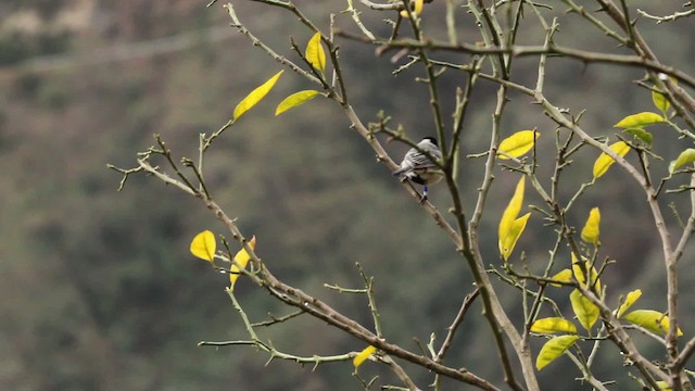 Cinereous Tit - ML515530