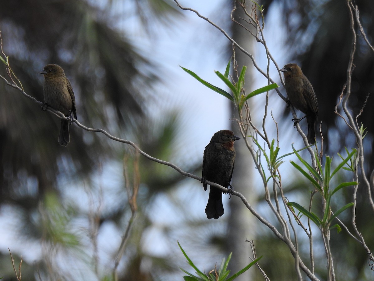 Chestnut-capped Blackbird - ML515530111