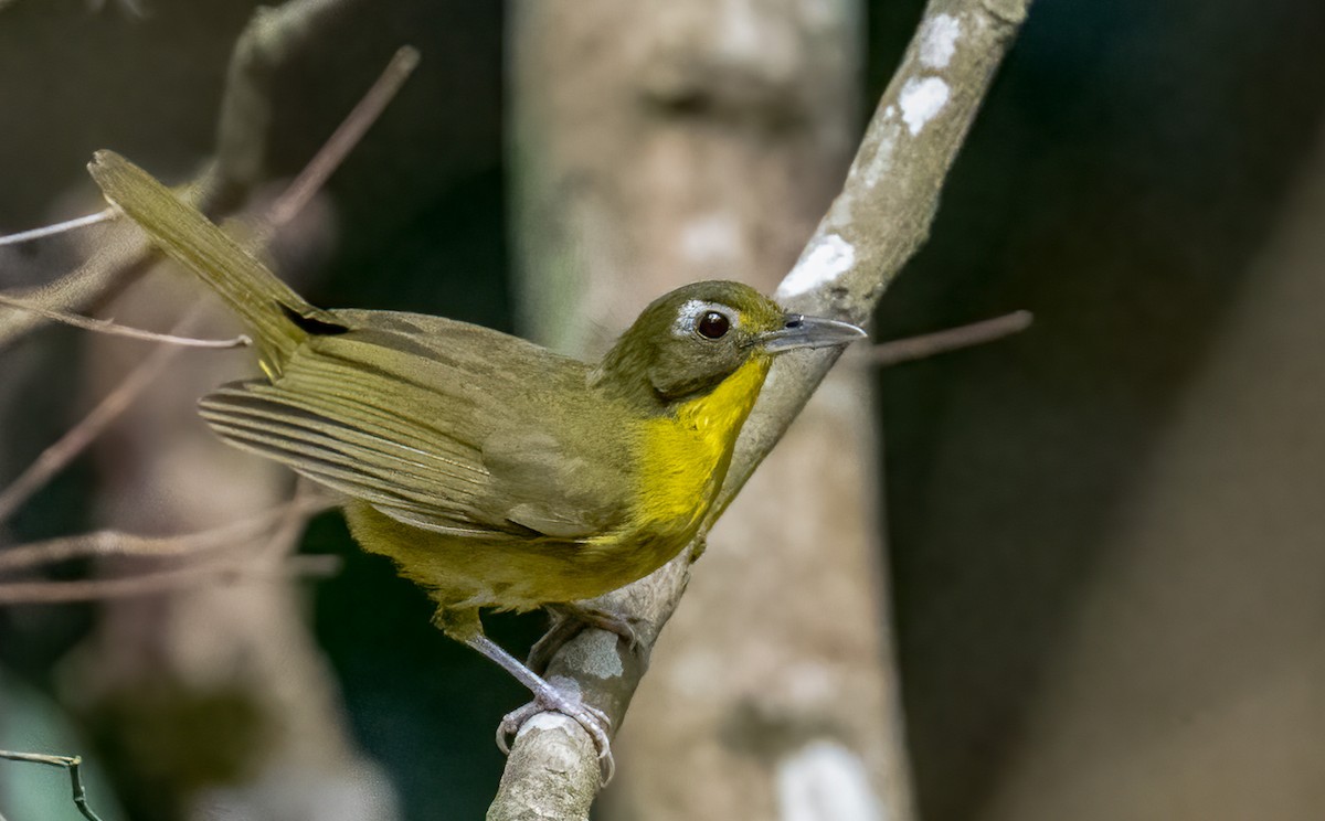 Green-tailed Bristlebill - ML515531121