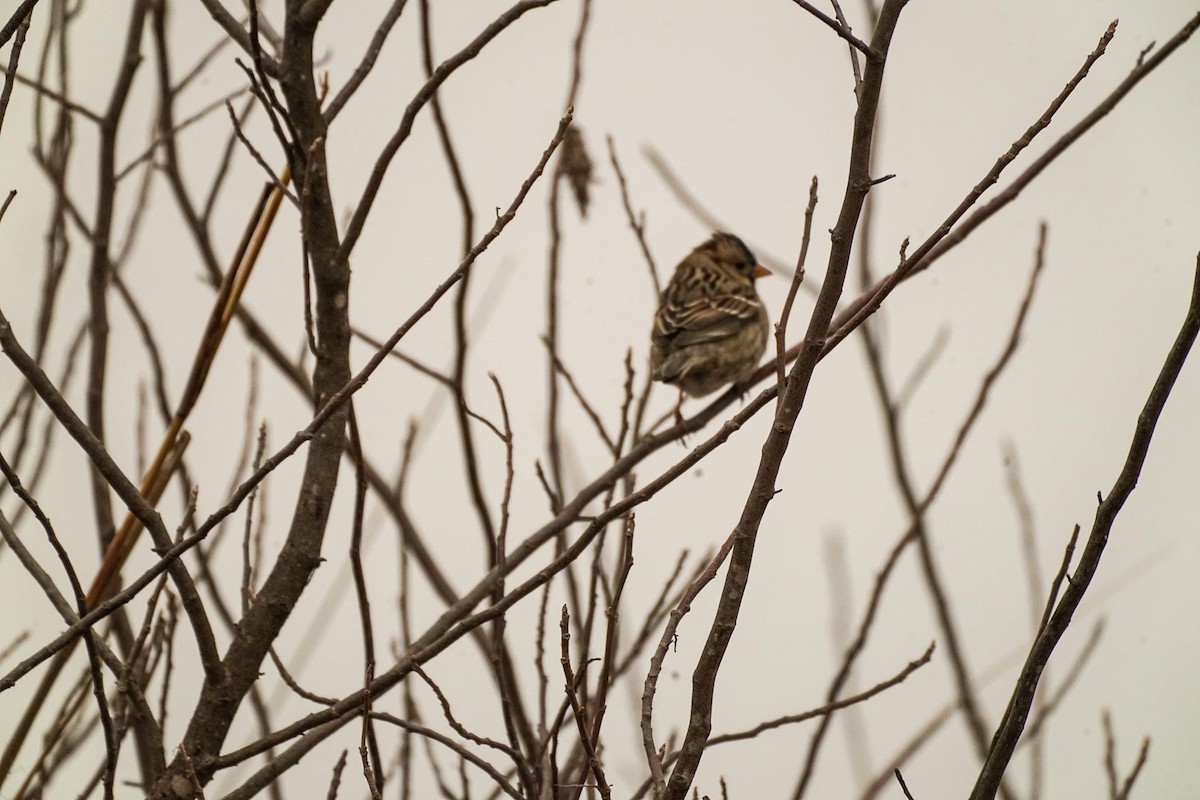 Harris's Sparrow - Calvin Rees