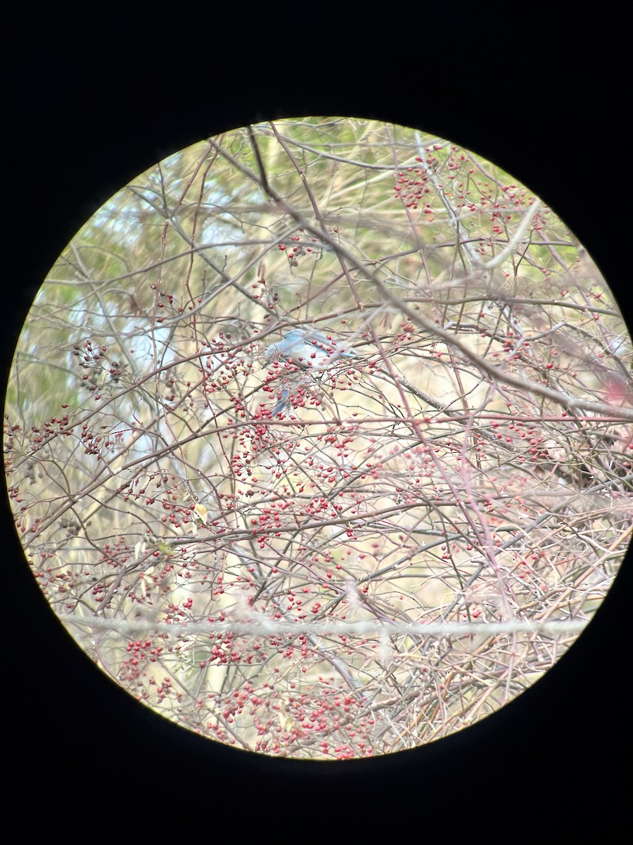 Mountain Bluebird - ML515531671
