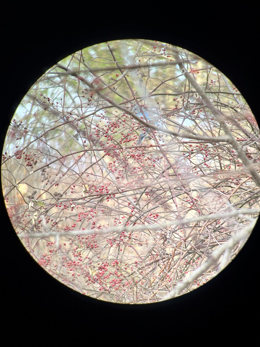 Mountain Bluebird - ML515531681