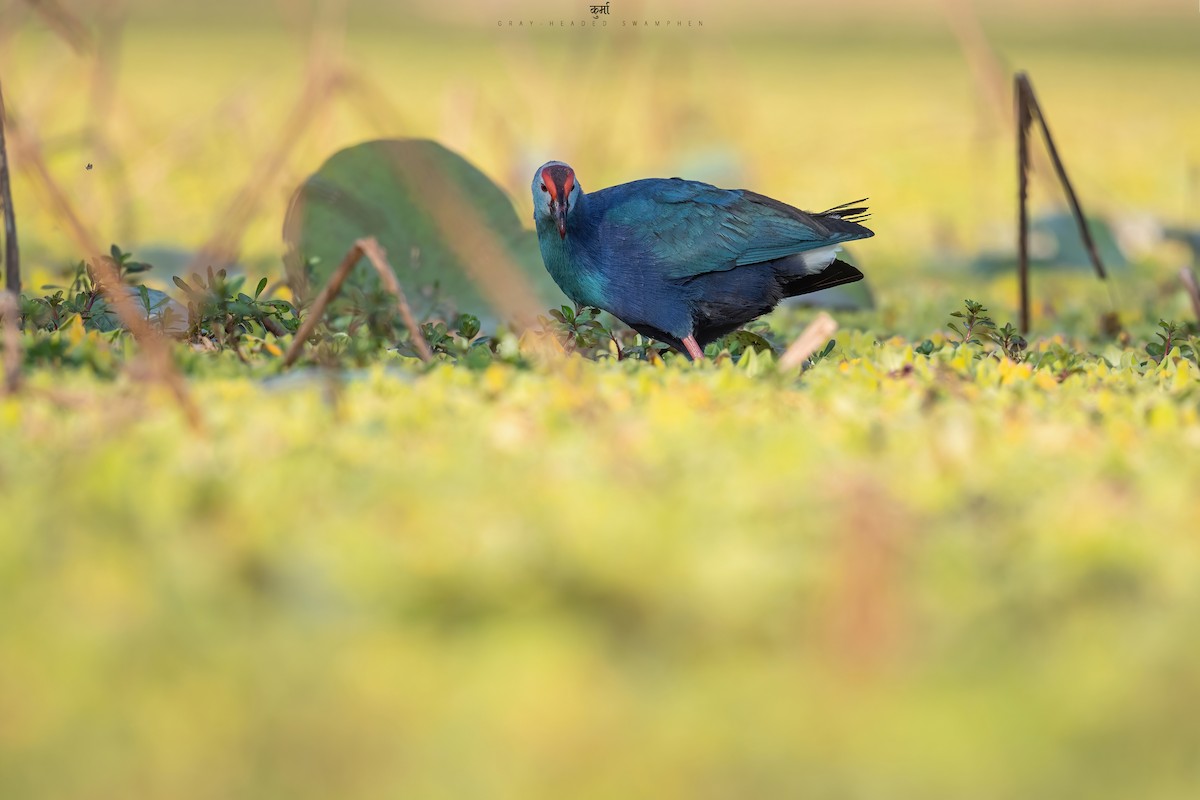 Gray-headed Swamphen - ML515531981