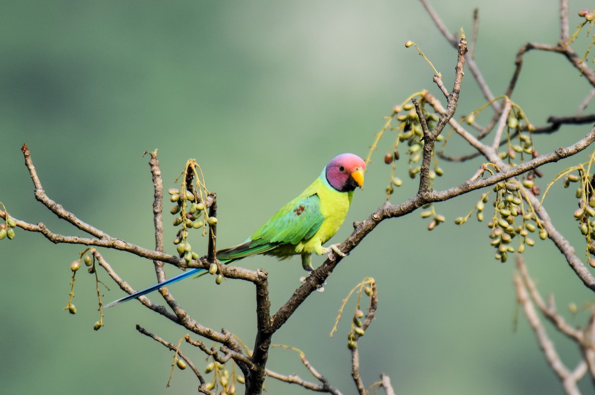 Plum-headed Parakeet - ML515533281