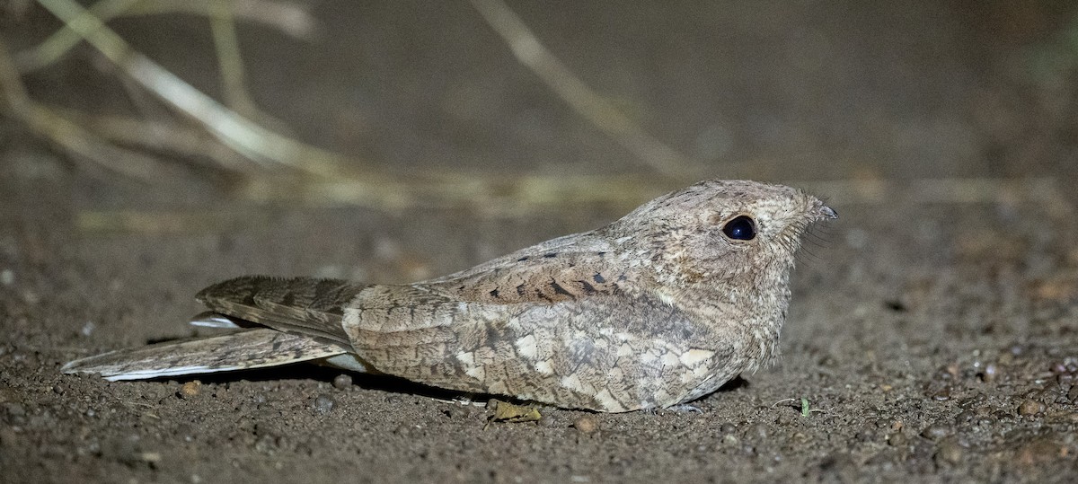 Plain Nightjar - ML515533401