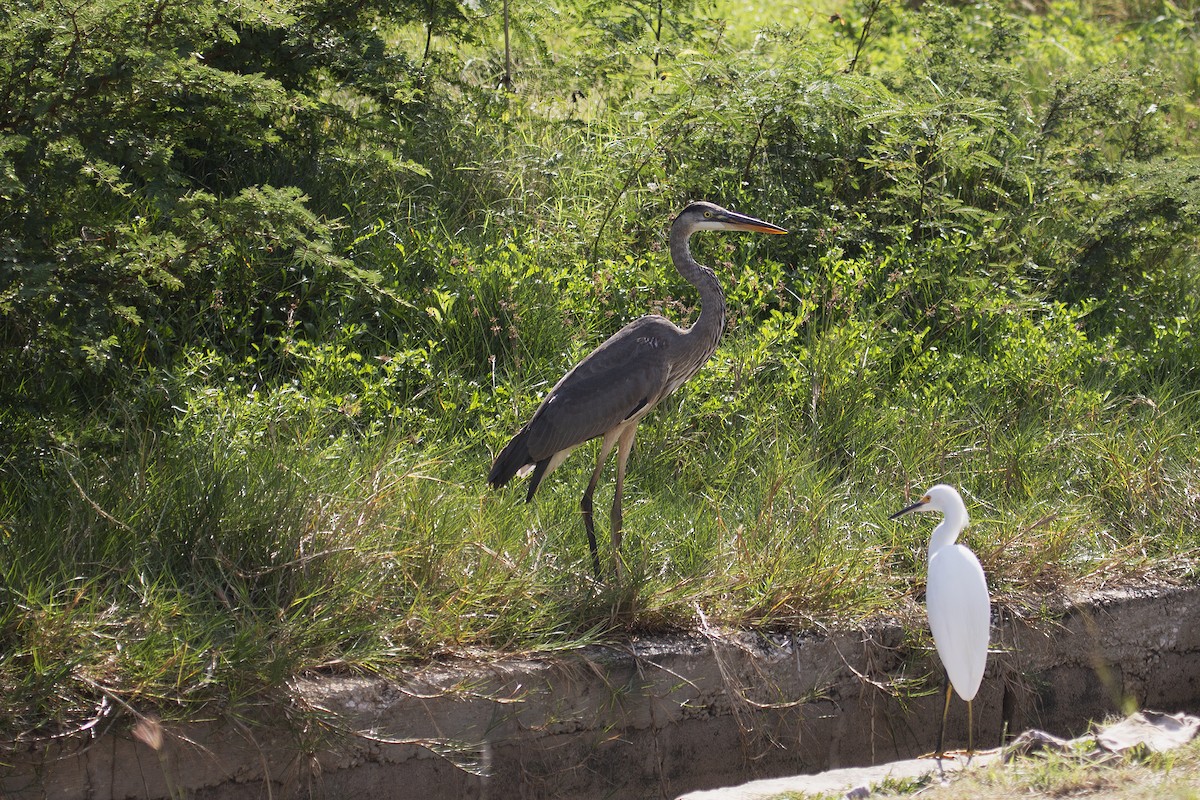 Great Blue Heron - ML515534011