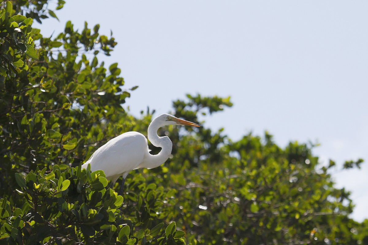 Great Egret - ML515534071