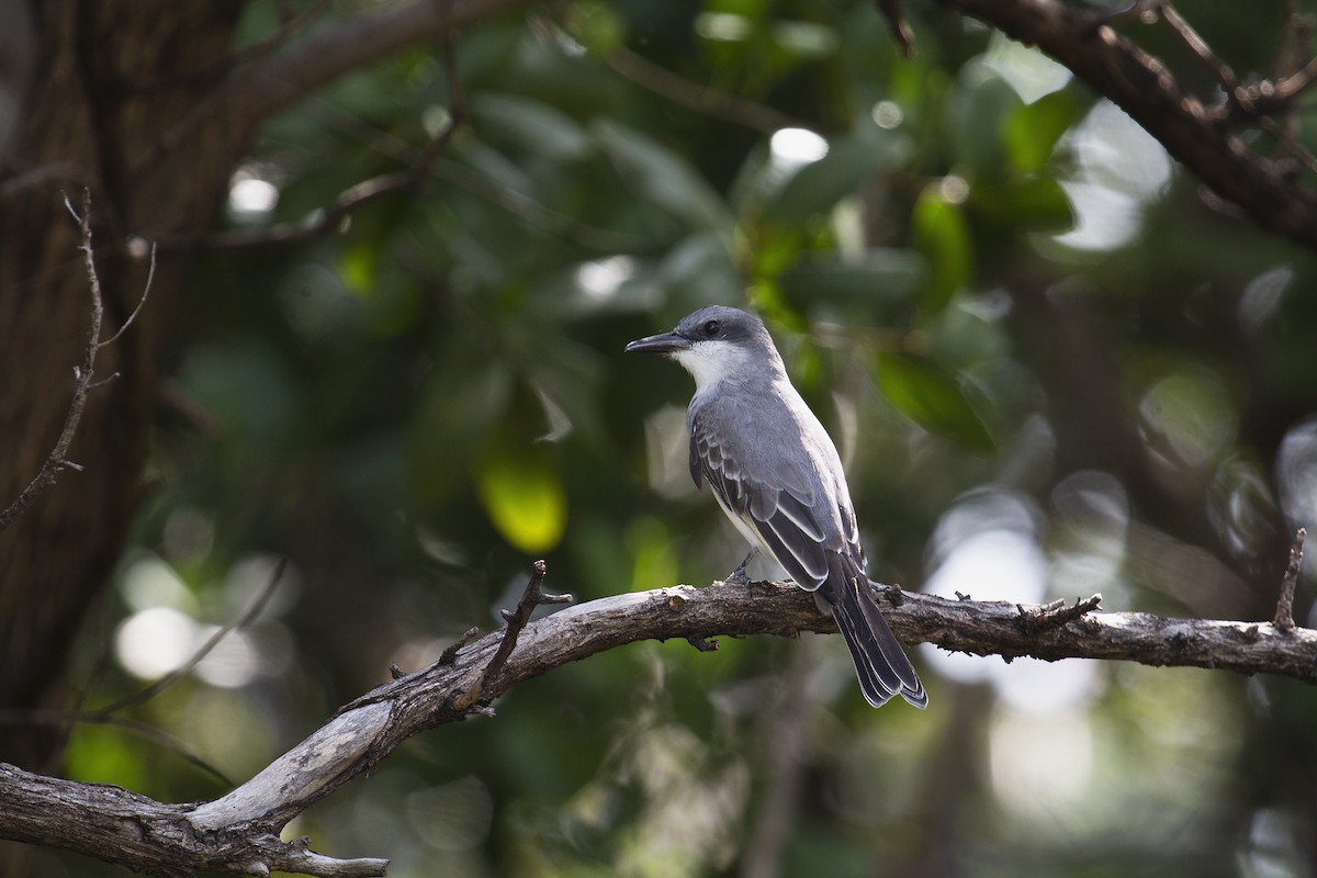 Gray Kingbird - ML515534081